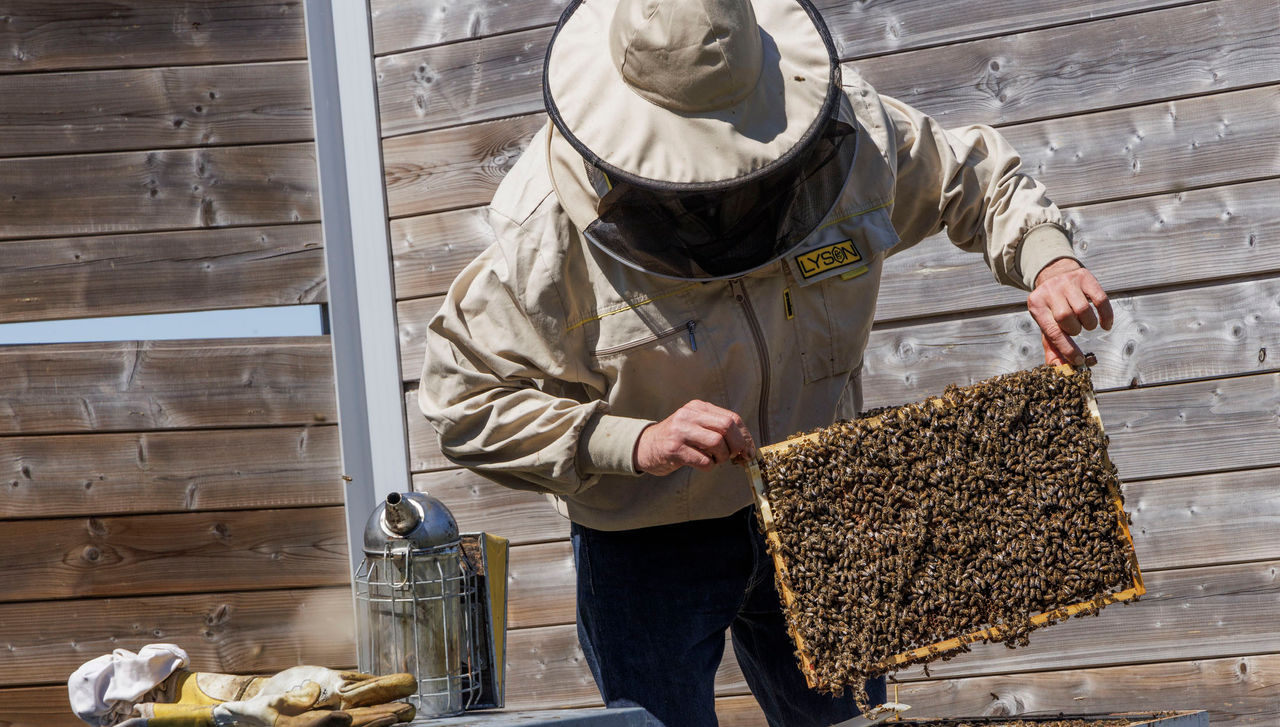 230810-honey-harvest