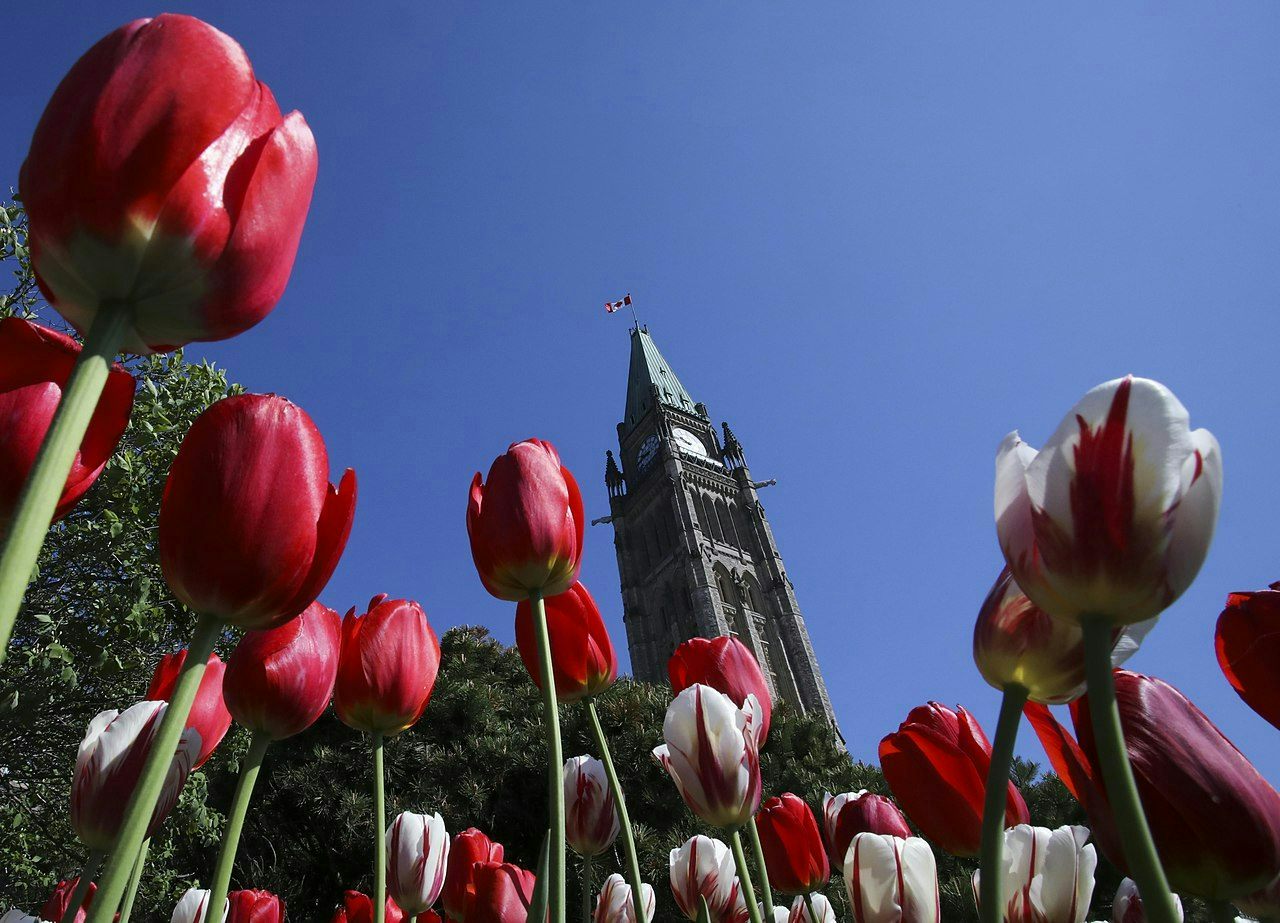 Tulips from a princess