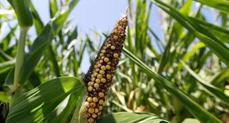 L’alimentation ou le combat