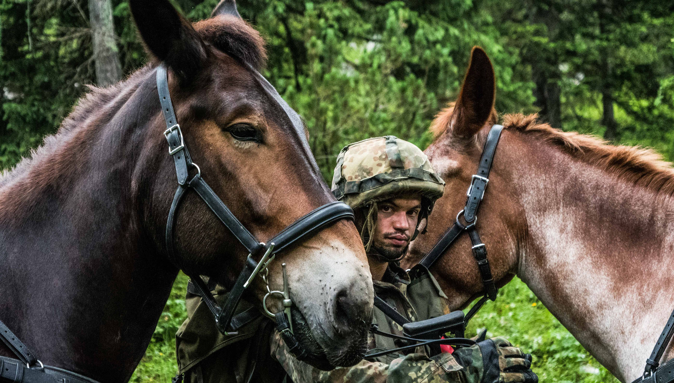 NATO - Photo gallery: Pack animals - the German Mountain Infantry Brigade ,  