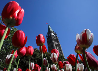 Tulips from a princess