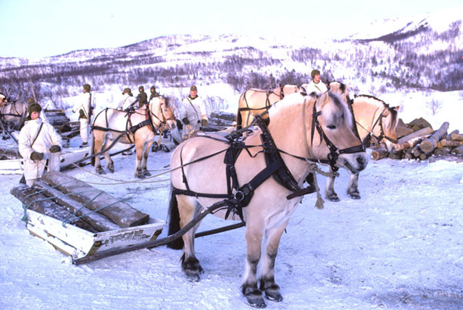 Horses used during Avalanche Express