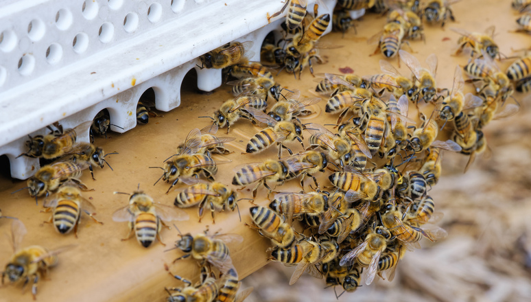 Since April 2020 NATO Headquarters has been home to a number of beehives as part of a wider 'greening' initiative.