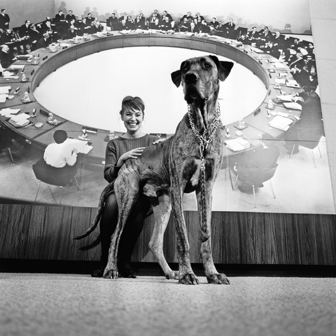 A Great Dane hunts for his seat at the table at the Situation Centre at NATO Headquarters in Brussels, Belgium (1968). 