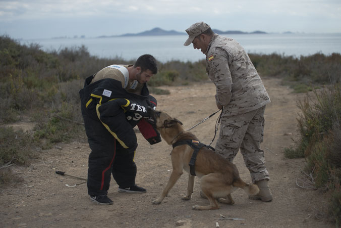 Not a good boy, a GRRREAT boy! A Spanish Marine Infantry dog demonstrates controlled aggression under the guidance of his handler during a training exercise (2016).