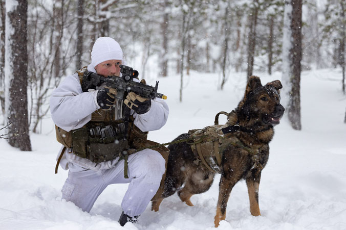 This fetching attack dog is doing its 'paw-triotic' duty, ready to be unleashed by its handler during exercise Joint Viking in Norway (2023). Joint Viking takes place every two years and is the largest military exercise held in Norway, involving NATO Allies and partners.