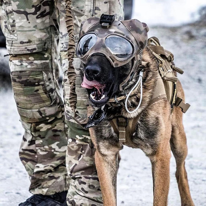 Ready for take-off! An Estonian working dog 'em-barks' on a flight on a Chinook with Royal Air Force Odiham. Dogs and their handlers practise rapid embarkation and debarkation drills on aircraft supporting NATO forces as part of NATO's multinational battlegroup in Estonia (2023). 