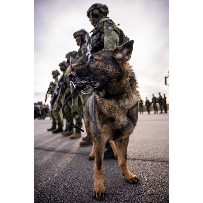 'Bone' appetit! A canine member of the Swedish Air Force Rangers gnaws on a toy while awaiting instructions during a break in Exercise Aurora 2023. The exercise, hosted by Sweden, involves 26,000 personnel from various NATO countries and aims to improve Sweden's defences in case of future attack.