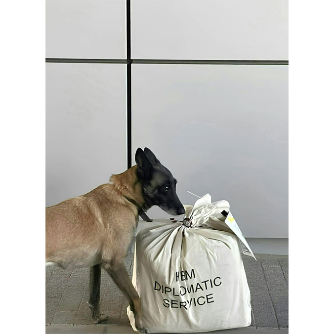 Letty, a Belgian Shepherd who works at NATO Headquarters in Brussels